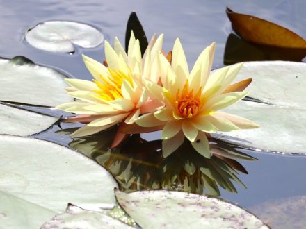 見頃の花々(R8.8.20)