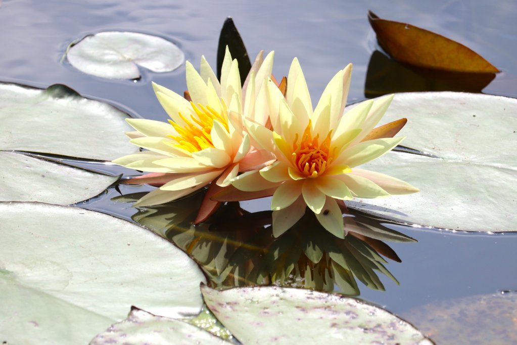 見頃の花々(R8.8.20)