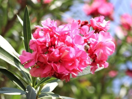 見頃の花々(R8.8.20)