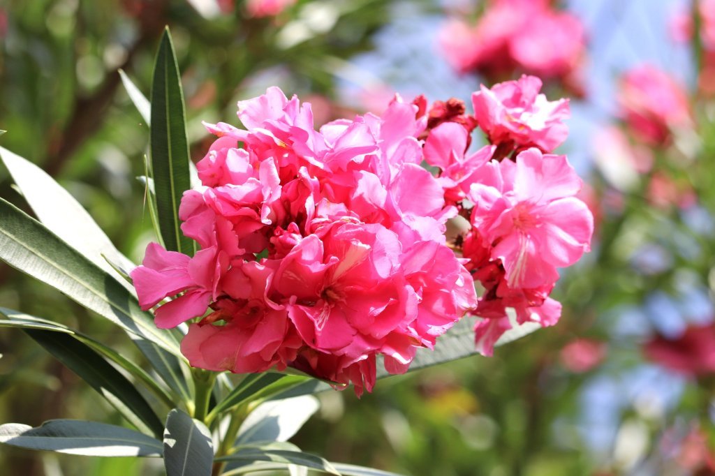 見頃の花々(R8.8.20)