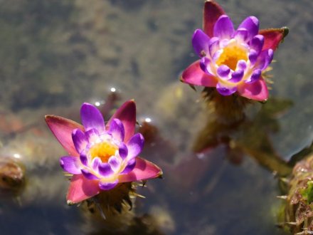 見頃の花々(R8.8.20)