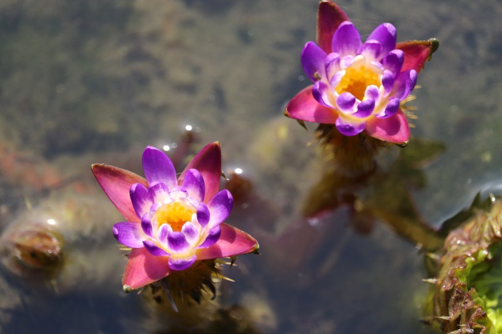 見頃の花々(R8.8.20)