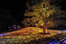 光の樹※画像は過去の実施状況