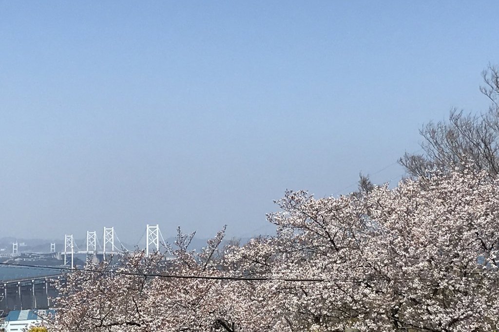 桜の聖通寺山頂を目指して