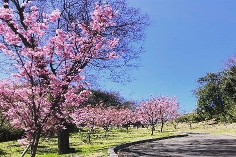 たどつＡＬＷＡＹＳ -桃陵公園・八重桜・少林寺拳法を巡ってルンルン-