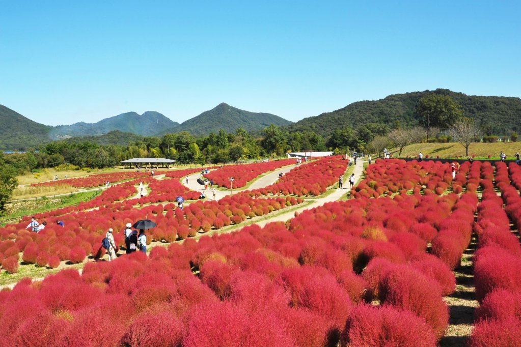 国営讃岐まんのう公園　秋！色どりフェスタ2023