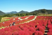 国営讃岐まんのう公園　秋！色どりフェスタ2023