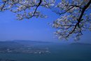山上からの眺めと桜