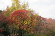 たどつALWAYS　-歩く・見る・知る・栞づくり・イン紅葉の県立桃陵公園-
