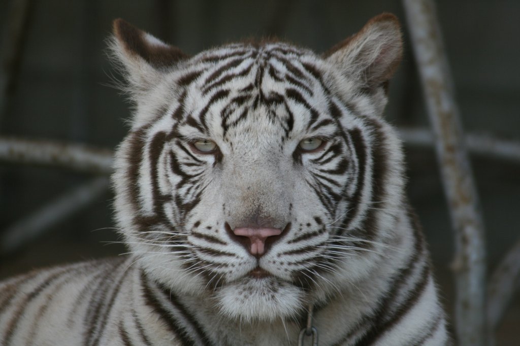 しろとり動物園