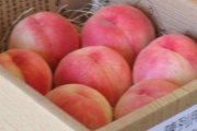ジオで巡る「飯山桃の里」（ライトツアー）