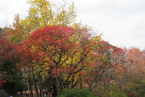 たどつALWAYSー桃陵公園ウォーク、紅葉狩りと牡蠣飯弁当で秋満載ー