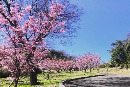 たどつALWAYSー八重桜で花見弁当・金剛禅総本山少林寺でルンルン！！ー