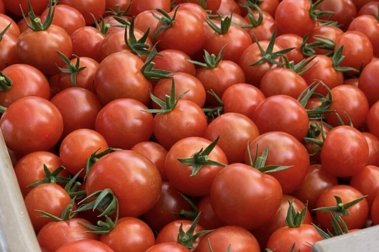 たどつALWAYSー県下唯一家老屋敷/甘いミニトマト摘み/古墳巡り/春彩り弁当ー