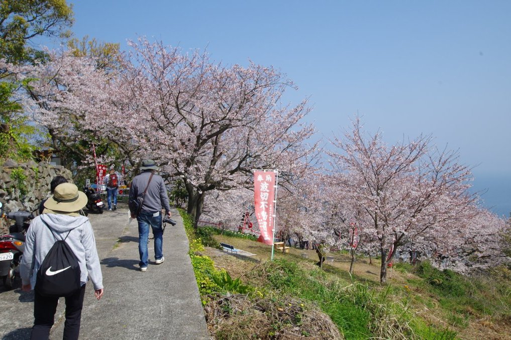 春爛漫！伊吹島から桜の便り！