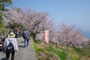 春爛漫！伊吹島から桜の便り！
