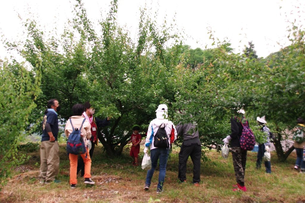 五郷井関地区散策と梅狩り体験