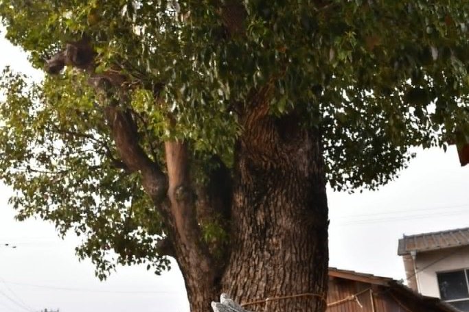 かもねの街歩き「木太町中央部の歴史散策」