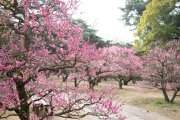 梅香薫る 特別名勝栗林公園と名物さぬきうどんの源を探ろう