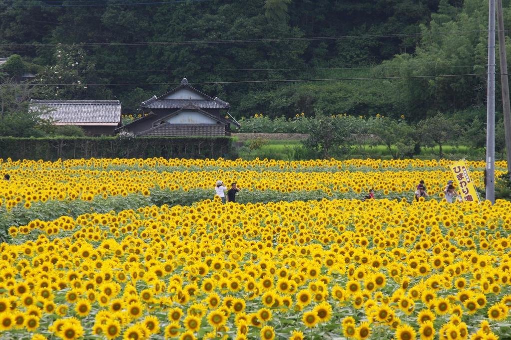 ひまわり祭り