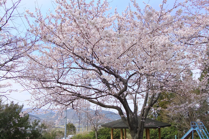 生子山公園