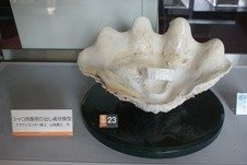 シャコガイの歯