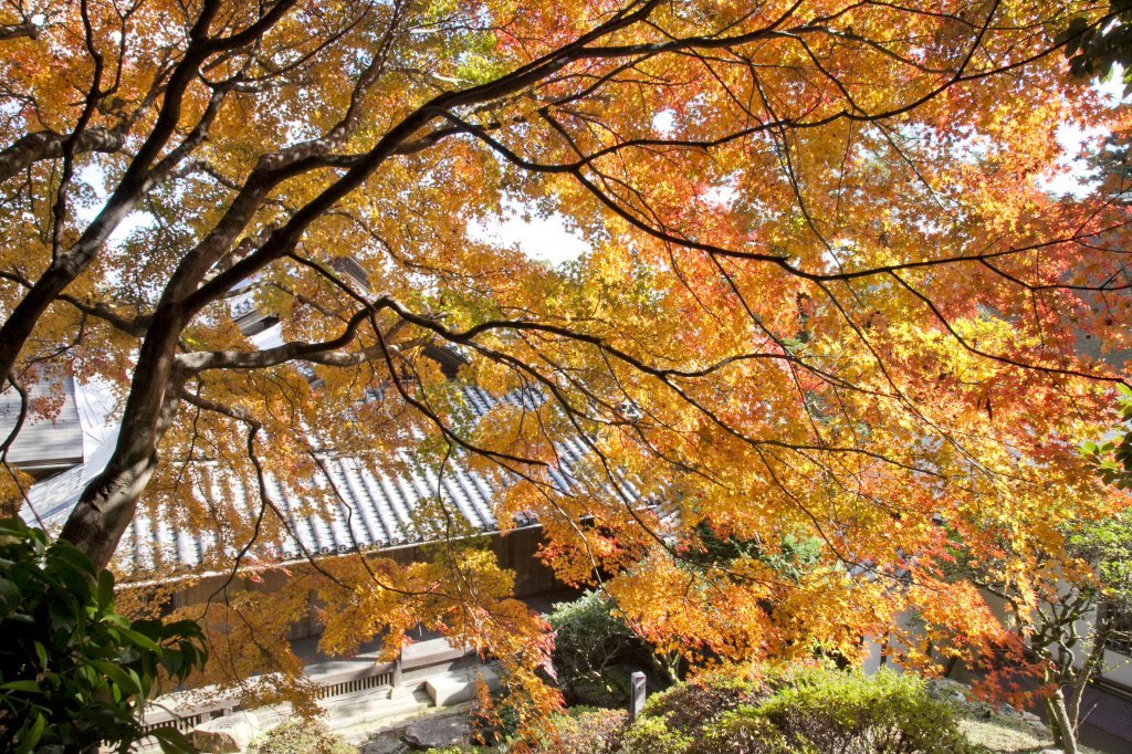 紅葉