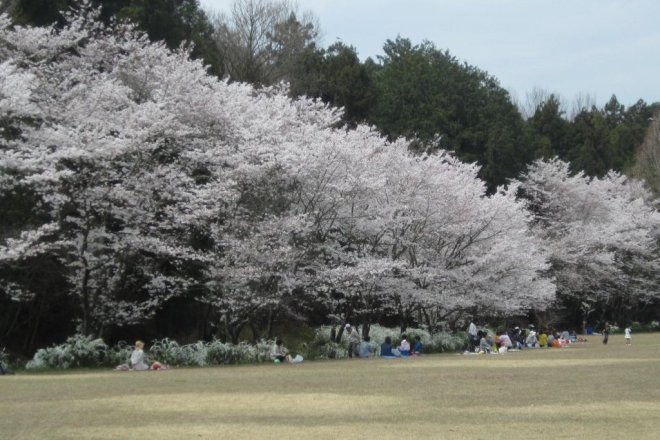 桜の時期には花見客で賑わう