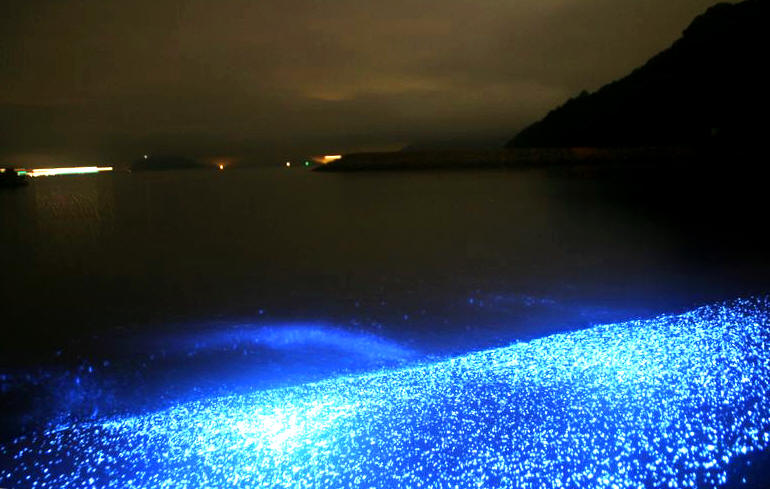 船旅から海ホタルまで 気ままに過ごす志々島・粟島の休日