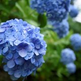 梅雨を彩るあじさい園とホタルの光に胸ときめく 