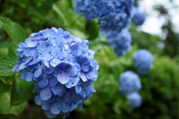 梅雨を彩るあじさい園とホタルの光に胸ときめく 