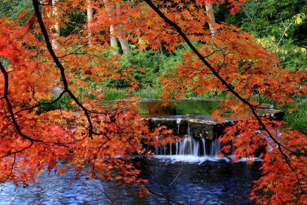 紅葉