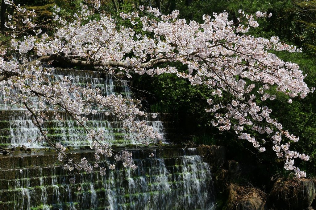 桜