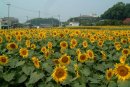 ヒマワリ（まんのう町帆山地区）
