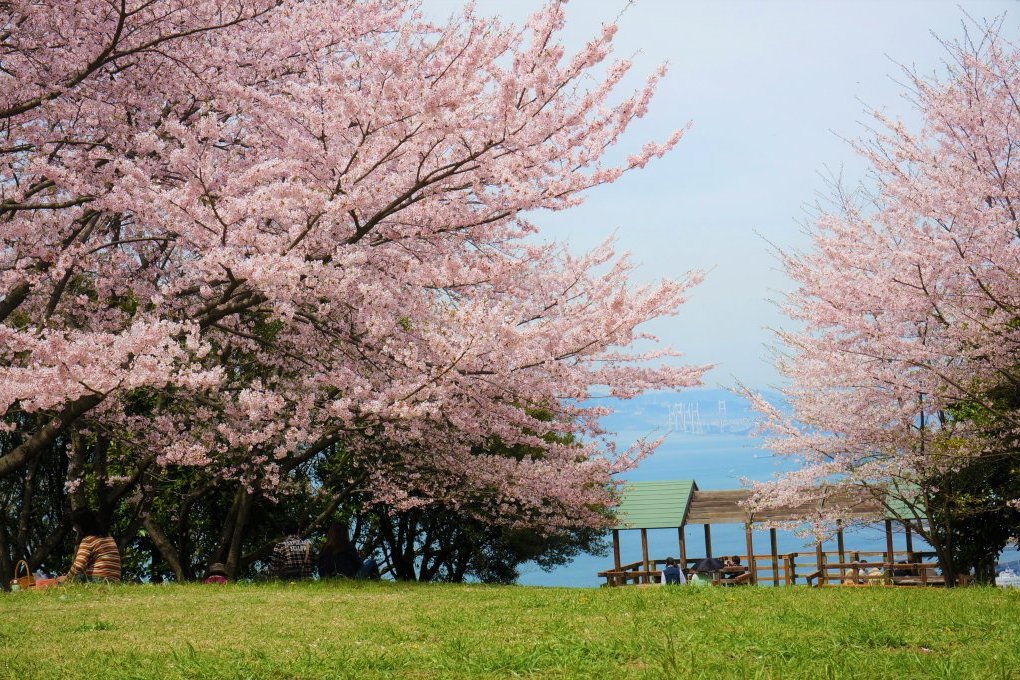 桜並木の間に見える瀬戸大橋