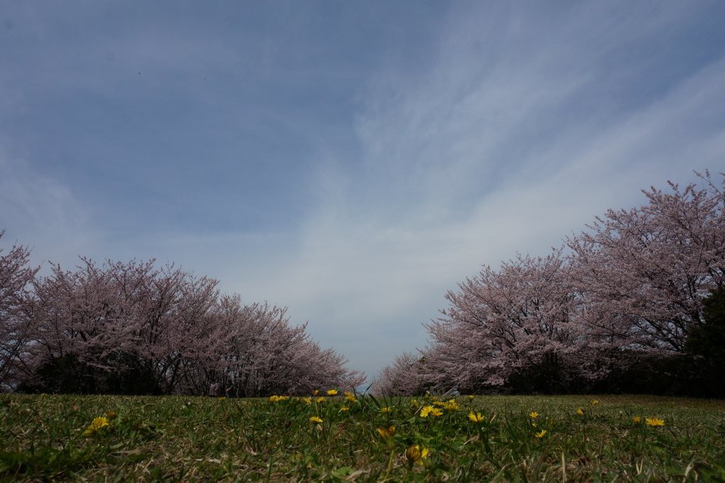 頂上は原っぱになっていて開放感にあふれている
