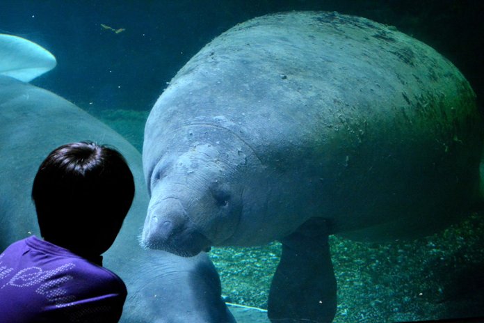 新屋島水族館 スポット 体験 香川県観光協会公式サイト うどん県旅ネット