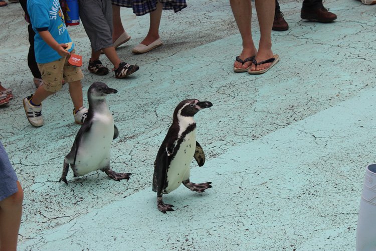 新屋島水族館 スポット 体験 香川県観光協会公式サイト うどん県旅ネット