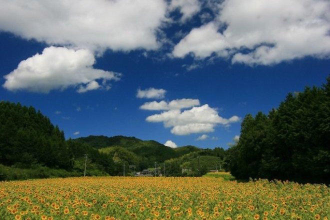 夏の道標ー猫バス