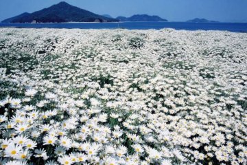 満開のツツジ、フジ、マーガレットをめでる　カメラ片手に初夏の花めぐり