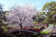 大切な人と出かけたい　幸せを呼ぶ桜めぐり