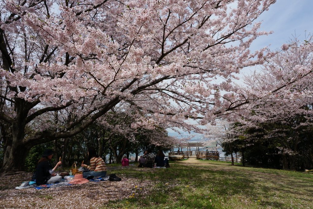 春は絶好の花見スポット