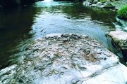 木戸の馬蹄石