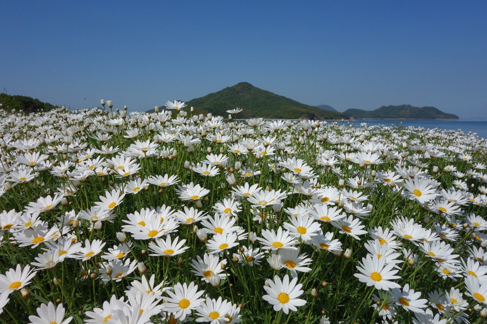 フラワーパーク浦島