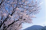 鎌田池公園の桜（ソメイヨシノ）