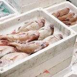 高松ローカル魚市場散策体験