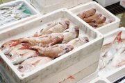 高松ローカル魚市場散策体験