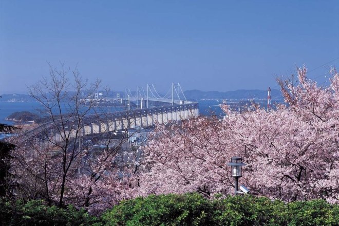 桜吹雪の常盤公園