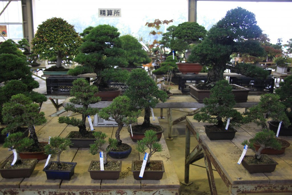 鬼無植木盆栽センター スポット 体験 香川県観光協会公式サイト うどん県旅ネット