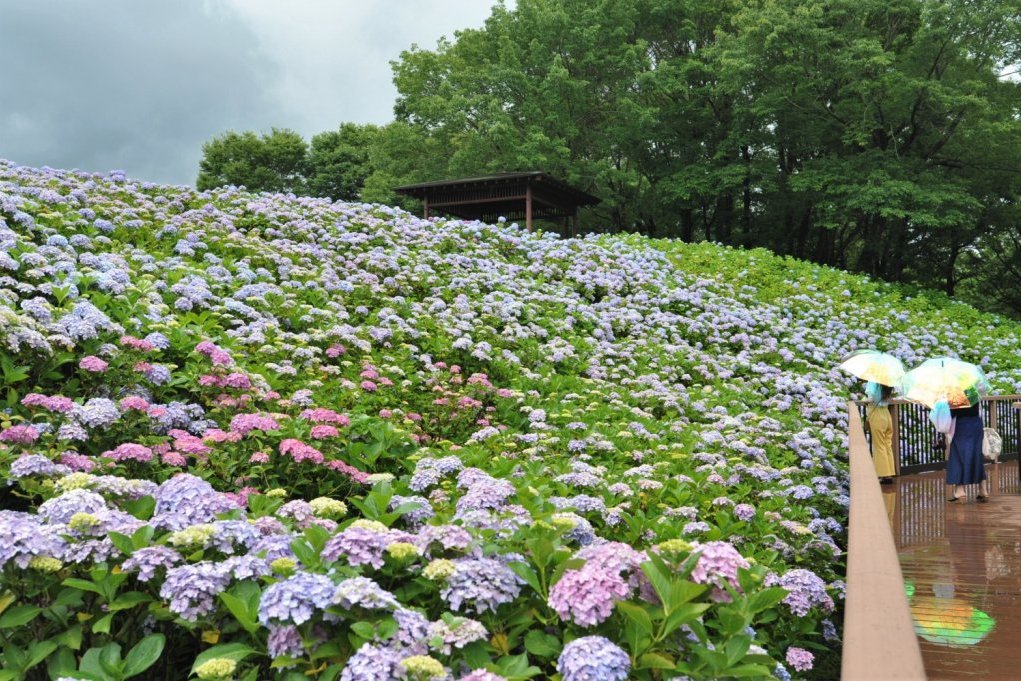 国営讃岐まんのう公園 スポット 体験 香川県観光協会公式サイト うどん県旅ネット